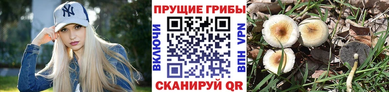 Купить  Славск  Псилоцибиновые грибы Cubensis 